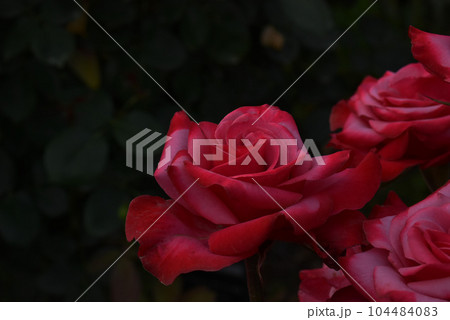 【長野県 中野市】一本木公園のバラ グレーフィン-ソニア 【長野県 中野市】一本木公園のバラ グレーフィン-ソニア 104484083