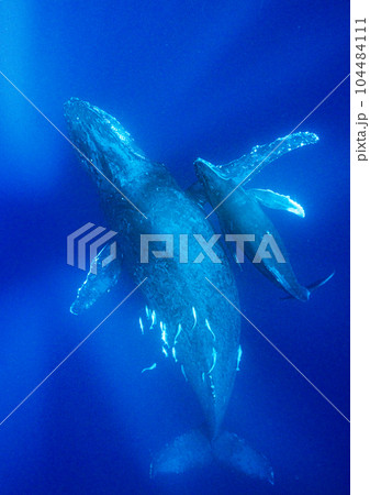 クジラの親子 クジラの親子 104484111