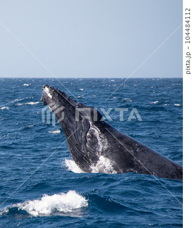 ザトウクジラ 104484112