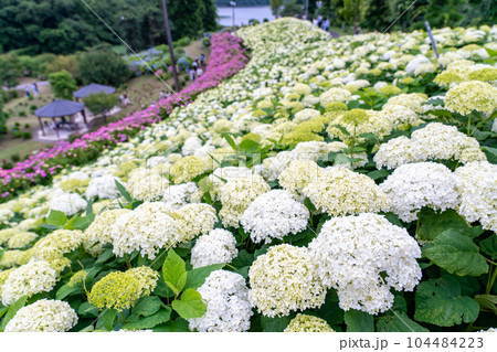 三重県津市　かざはやの里の白いアナベルという紫陽花の咲く丘 104484223