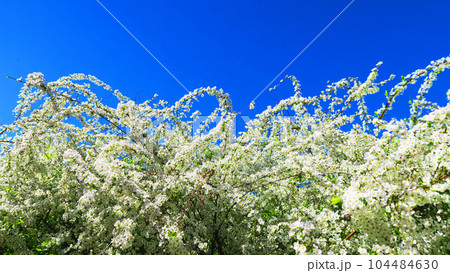 ユキヤナギと青空の花の風景 104484630