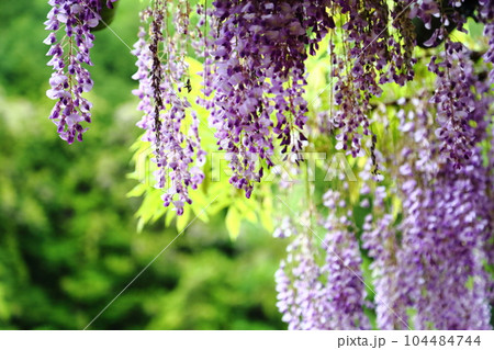 白井大町藤公園 104484744