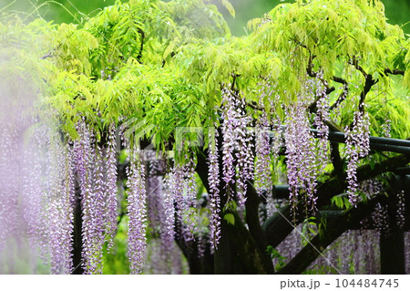 白井大町藤公園 104484745