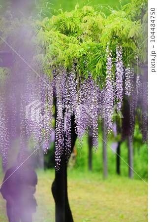 白井大町藤公園 104484750