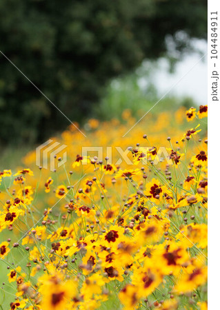 野原に咲くハルシャギク 104484911