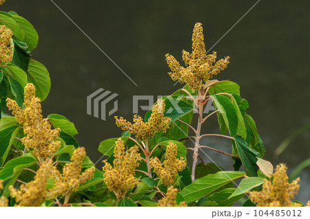 アカメガシワ 104485012