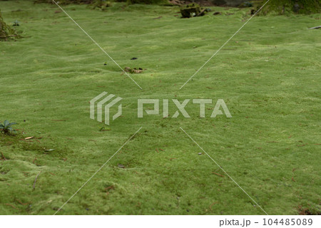 宮崎県児湯郡都農町にある都農神社(一の宮神社)の景色 宮崎県児湯郡都農町にある都農神社(一の宮神社)の景色 104485089