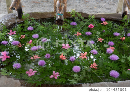 宮崎県児湯郡都農町にある都農神社(一の宮神社)の手水 宮崎県児湯郡都農町にある都農神社(一の宮神社)の手水 104485091