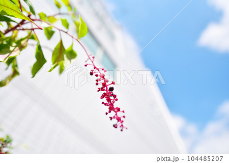 都会の道端に自生するヨウシュヤマゴボウ オールドレンズ 都会の道端に自生するヨウシュヤマゴボウ オールドレンズ 104485207