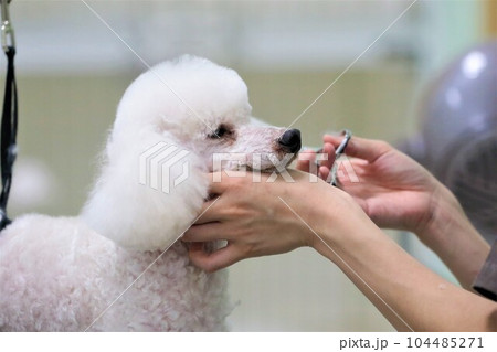 ラムカットにトリミング中の白いトイプードル♡レオン君 ラムカットにトリミング中の白いトイプードル♡レオン君 104485271