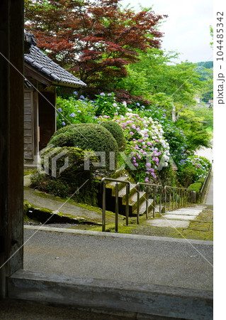 たくさんのアジサイが咲くお寺の景色｜北陸らしいしっとり天気｜石川県金沢市 104485342