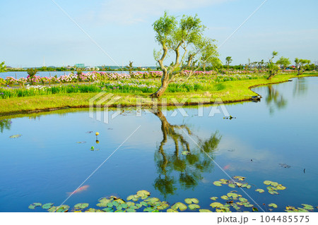 （千葉県）水郷佐原あやめパーク　夕景 104485575