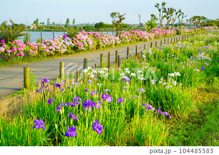 (千葉県)水郷佐原あやめパーク 夕景 (千葉県)水郷佐原あやめパーク 夕景 104485583