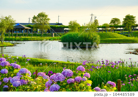 （千葉県）水郷佐原あやめパーク　夕景 104485589