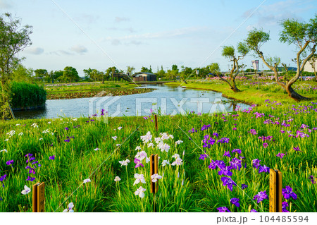 （千葉県）水郷佐原あやめパーク　夕景 104485594