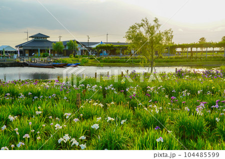 （千葉県）水郷佐原あやめパーク　夕景 104485599