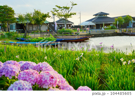 （千葉県）水郷佐原あやめパーク　夕景 104485605