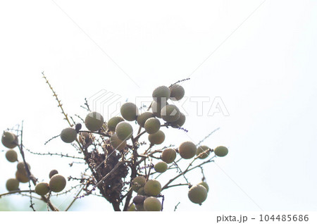 longan, thai fruit or Dimocarpus longanor longan tree longan, thai fruit or Dimocarpus longanor longan tree 104485686