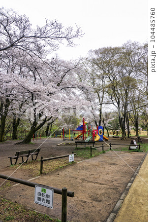 桜咲く頃の狭山公園 104485760