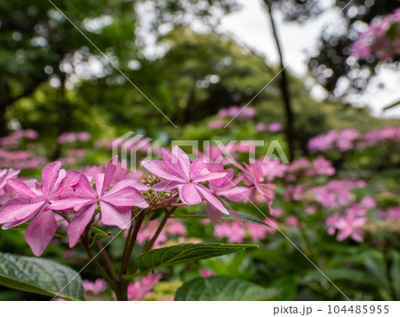 八重咲きの装飾花を持つ額咲き紫陽花の園芸品種【ダンスパーティー】 八重咲きの装飾花を持つ額咲き紫陽花の園芸品種【ダンスパーティー】 104485955