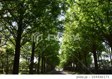 初夏に咲くバラの花　　 104486173