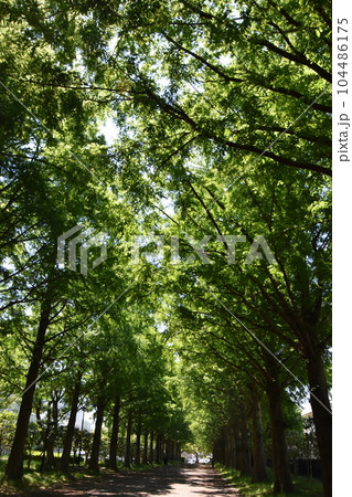 初夏に咲くバラの花　　 104486175