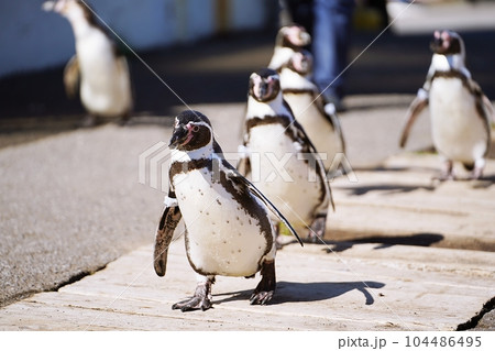 おたる水族館 ペンギンの海まで遠足 104486495