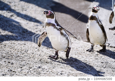 おたる水族館 ペンギンの海まで遠足 104486500