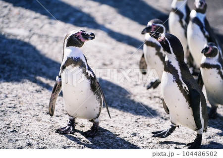 おたる水族館 ペンギンの海まで遠足 おたる水族館 ペンギンの海まで遠足 104486502
