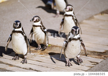 おたる水族館 ペンギンの海まで遠足 104486505