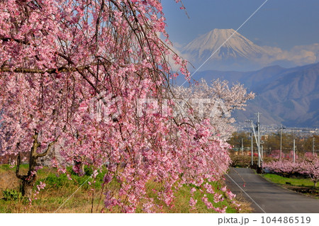 山梨県南アルプス市曲輪田 大和川沿いのベニシダレザクラなどの桜並木と背景の冠雪した富士山 山梨県南アルプス市曲輪田 大和川沿いのベニシダレザクラなどの桜並木と背景の冠雪した富士山 104486519