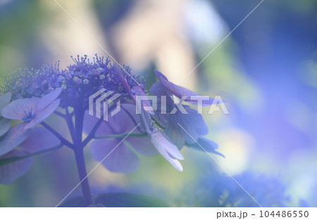 ぼかしを効かせたファンタジーな紫陽花の背景 104486550