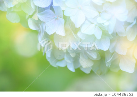 ボカシと日差しを効かせメルヘンチックな紫陽花の背景 104486552