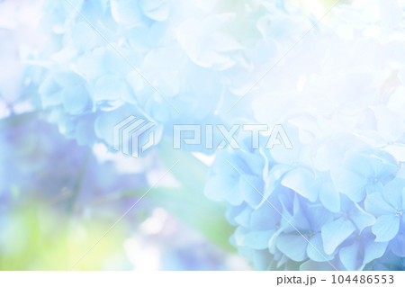 ボカシと日差しを効かせてファンタジーな紫陽花の背景に ボカシと日差しを効かせてファンタジーな紫陽花の背景に 104486553
