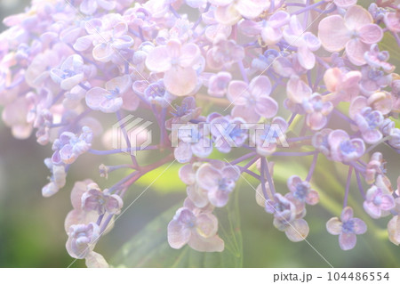 ボカシと日差しを効かせメルヘンチックな紫陽花の背景に 104486554