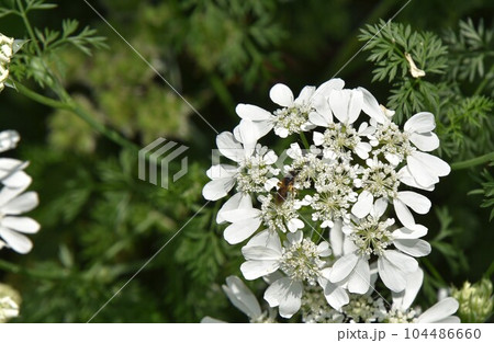 春に咲く小さく可愛い白い花 104486660