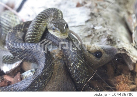 アオダイショウのネズミ捕食 アオダイショウのネズミ捕食 104486780