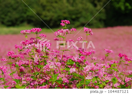 ピンク色の花畑を背景に咲く赤そばの花 Ver1 ピンク色の花畑を背景に咲く赤そばの花 Ver1 104487121