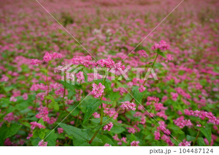 ピンク色の花畑を背景にした赤そばの花 ピンク色の花畑を背景にした赤そばの花 104487124