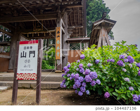 千葉県香取郡多古町 正東山 日本寺の山門と紫陽花 千葉県香取郡多古町 正東山 日本寺の山門と紫陽花 104487136