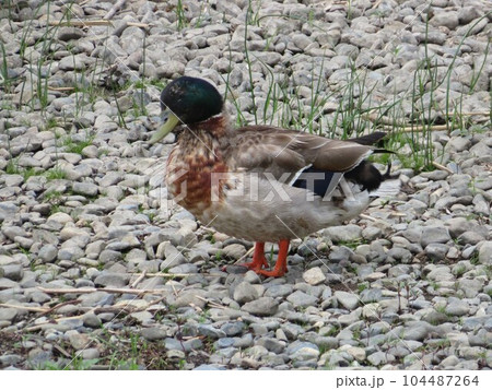 諏訪湖の水鳥・鴨 104487264