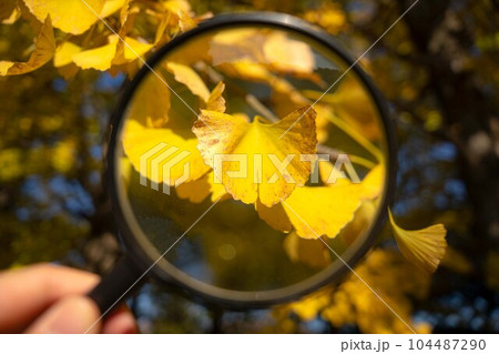 虫眼鏡で拡大した銀杏 104487290
