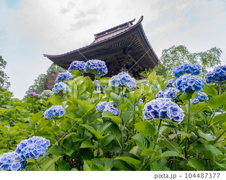 千葉県香取郡多古町　日本寺の鐘楼と紫陽花 104487377