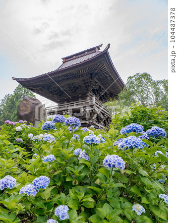 千葉県香取郡多古町　日本寺の鐘楼と紫陽花 104487378