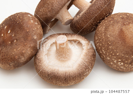 シイタケ（椎茸） 104487557