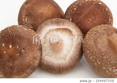 シイタケ（椎茸） 104487558