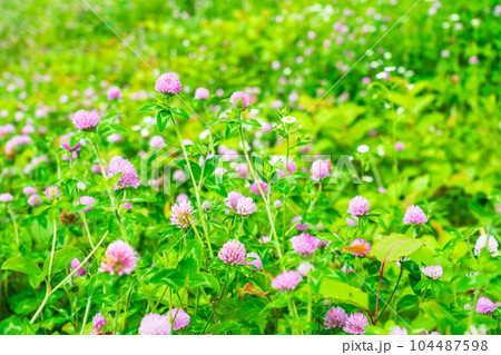 夏の花 ムラサキツメクサ 夏の花 ムラサキツメクサ 104487598