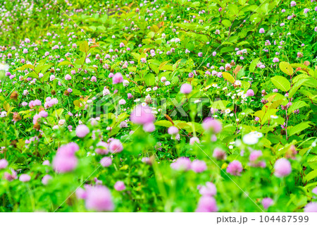 夏の花 ムラサキツメクサ 夏の花 ムラサキツメクサ 104487599