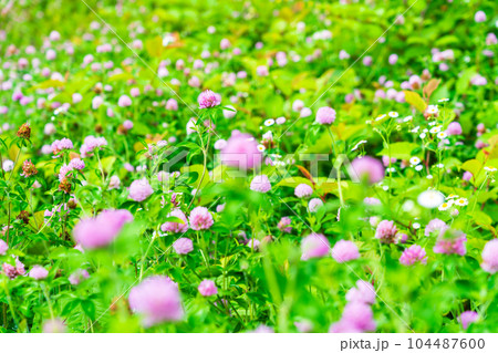 夏の花 ムラサキツメクサ 夏の花 ムラサキツメクサ 104487600