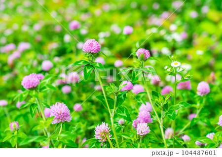 夏の花 ムラサキツメクサ 夏の花 ムラサキツメクサ 104487601
